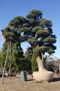 羅漢松 植木の輸出　槙　